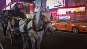 Christmas Horse Carriage Tour