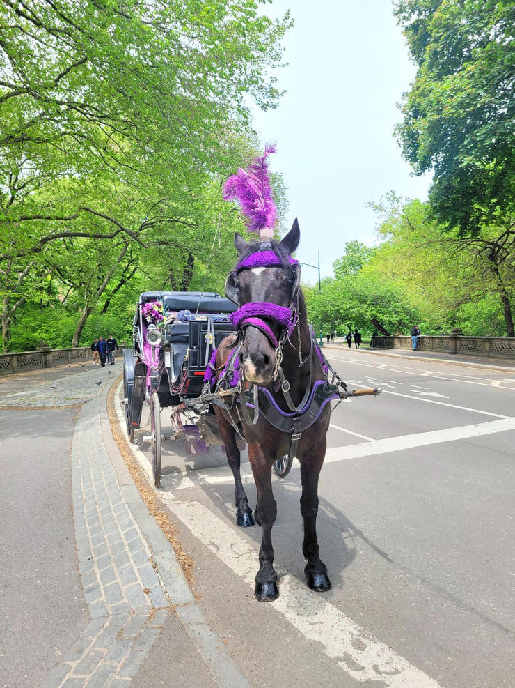 Official Guided Central Park Horse Carriage Rides