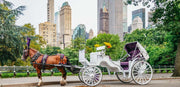 Official Guided Central Park Horse Carriage Rides