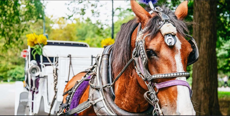 Official Guided Central Park Horse Carriage Rides