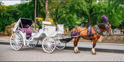 Official Guided Central Park Horse Carriage Rides