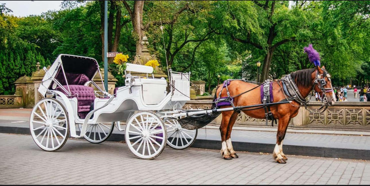 Official Guided Central Park Horse Carriage Rides
