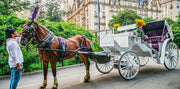 Official Guided Central Park Horse Carriage Rides