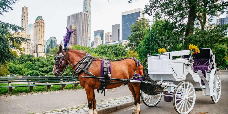 Official Guided Central Park Horse Carriage Rides