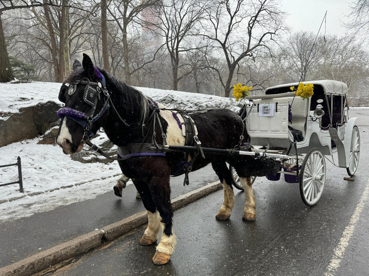 Official Guided Central Park Horse Carriage Rides